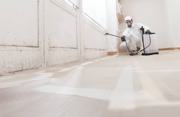 Black mold remediation team in Sparta