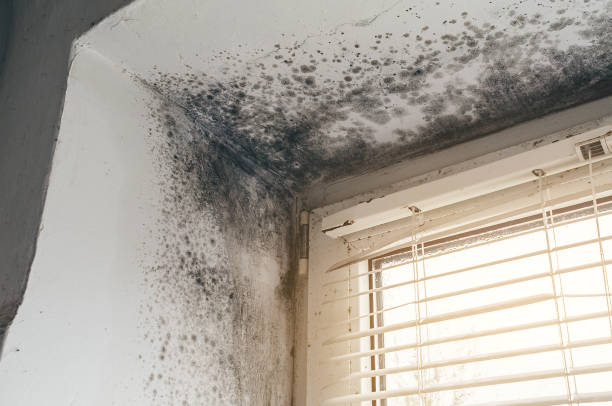 Mold Remediation service in Sparta, Sparta, TN